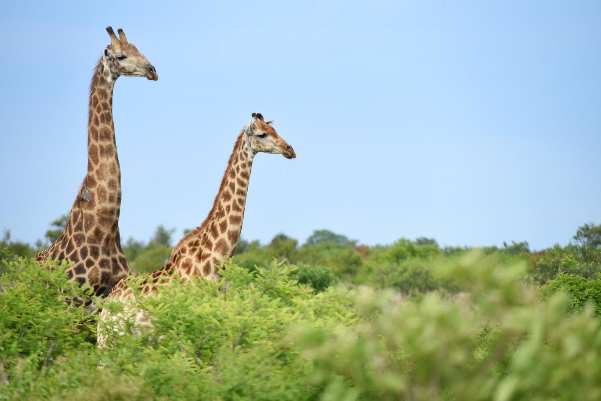 Mziki Safari Lodge Vaaldam Εξωτερικό φωτογραφία